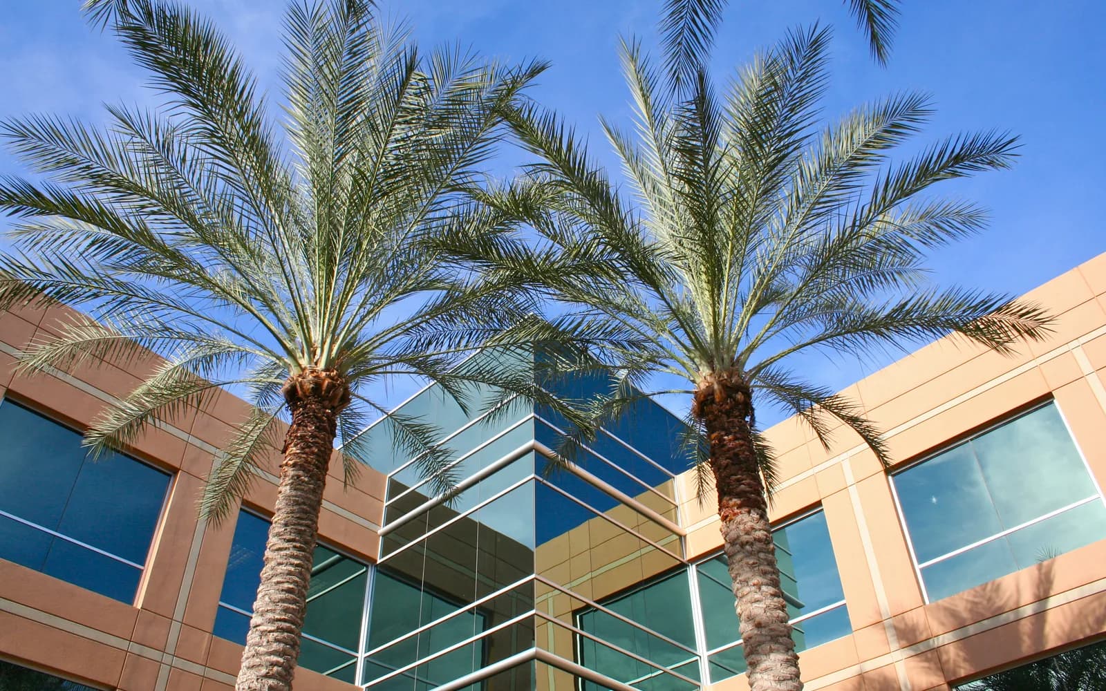 Modern desert healthcare building exterior with palm trees.
